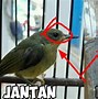 Suara Burung Sogon Ijoan